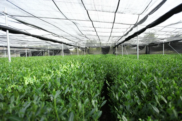 tea-plantation-shaded-mesh-01